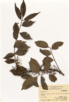 藏品(花椒屬)的圖片